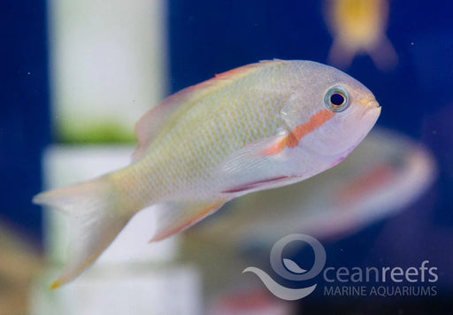 Huchtii Anthias - Ocean Reefs Marine Aquariums