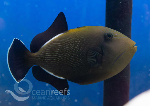 Indian trigger - Ocean Reefs Marine Aquariums