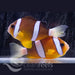 Indo Clarkii Anemonefish - Ocean Reefs Marine Aquariums