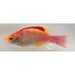 Ink Spot Wrasse - Ocean Reefs Marine Aquariums
