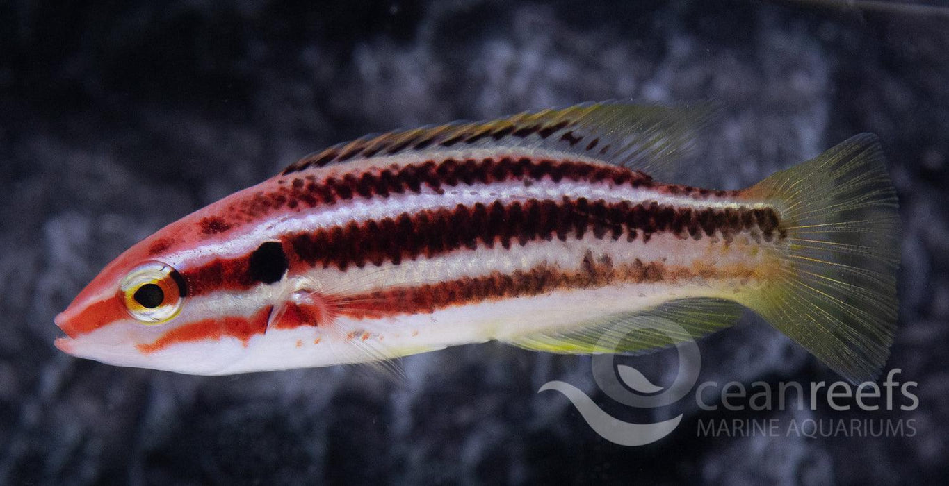 Izu Hogfish - Ocean Reefs Marine Aquariums