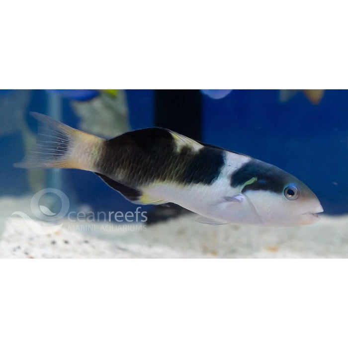 Jansen's Wrasse - Ocean Reefs Marine Aquariums
