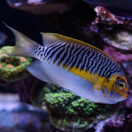Japanese Swallowtail Angelfish (Male) - Ocean Reefs Marine Aquariums