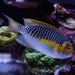 Japanese Swallowtail Angelfish (Male) - Ocean Reefs Marine Aquariums