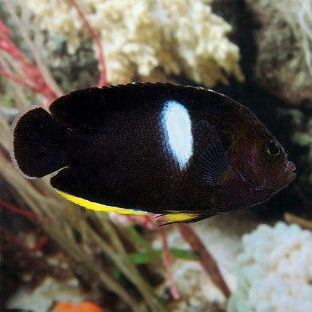 Keyhole Angelfish - Ocean Reefs Marine Aquariums