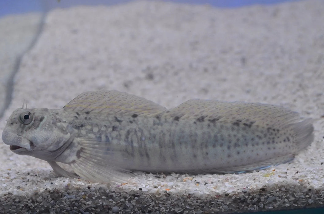 King Blenny - Ocean Reefs Marine Aquariums