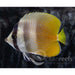 Kleini Butterfly - Ocean Reefs Marine Aquariums
