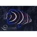 Koran Angelfish (Juvenile) - Ocean Reefs Marine Aquariums