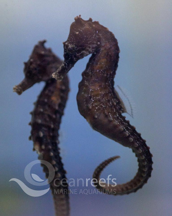 Kuda Seahorse - Ocean Reefs Marine Aquariums