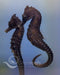Kuda Seahorse - Ocean Reefs Marine Aquariums