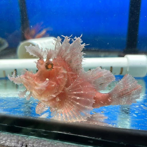 Lacy Rhinopias - Ocean Reefs Marine Aquariums