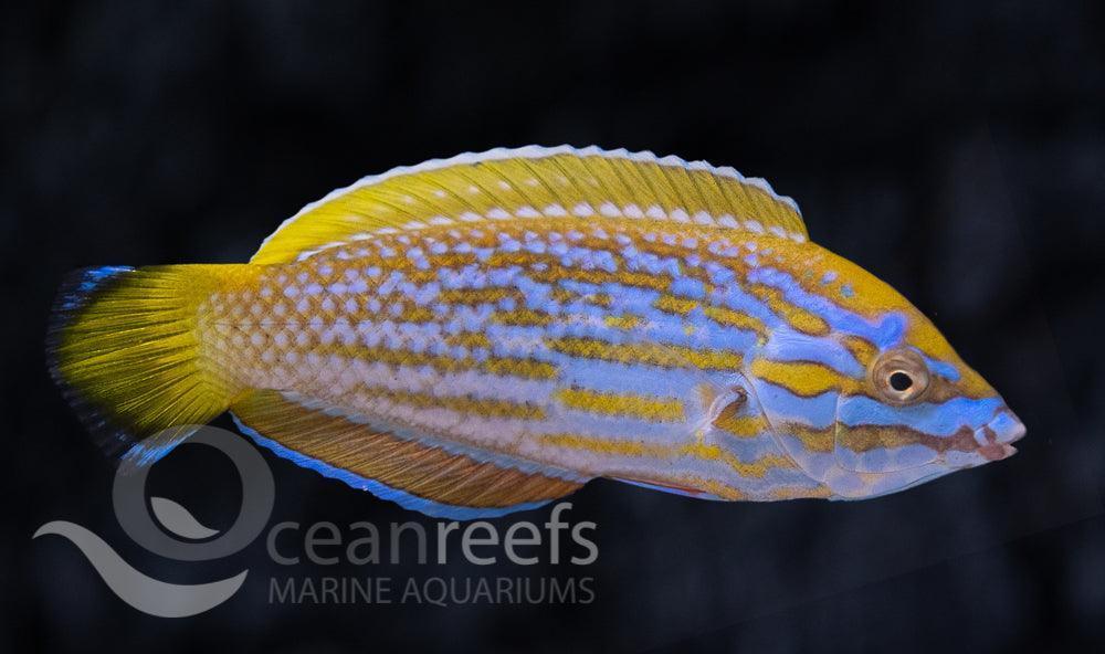 Lennardi Wrasse - Ocean Reefs Marine Aquariums