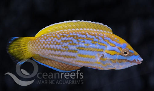 Lennardi Wrasse - Ocean Reefs Marine Aquariums