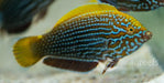 Lennardi Wrasse - Ocean Reefs Marine Aquariums