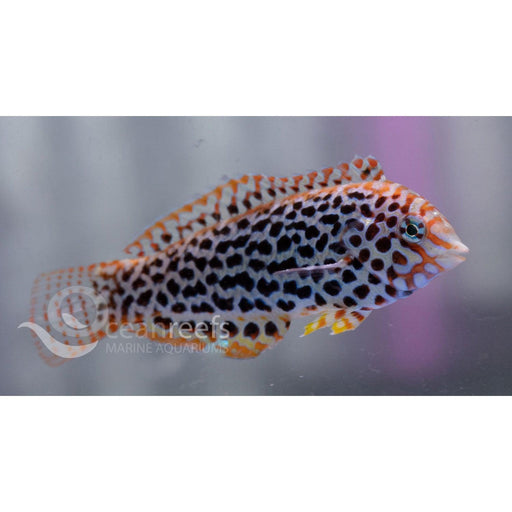 Leopard Wrasse - Ocean Reefs Marine Aquariums