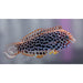 Leopard Wrasse - Ocean Reefs Marine Aquariums