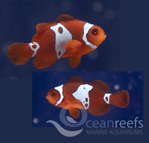 Lightning Maroon Clownfish Pair - Ocean Reefs Marine Aquariums