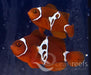 Lightning Maroon Clownfish Pair - Ocean Reefs Marine Aquariums