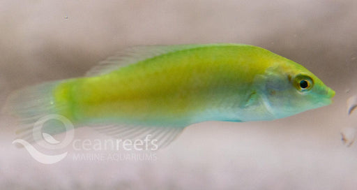 Lime wrasse - Ocean Reefs Marine Aquariums