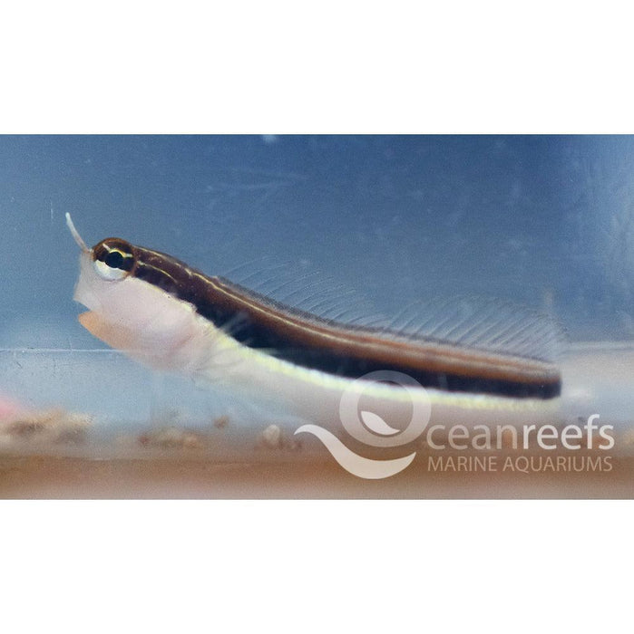 Lineatus Blenny - Ocean Reefs Marine Aquariums