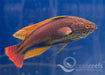 Lineatus Wrasse - Ocean Reefs Marine Aquariums