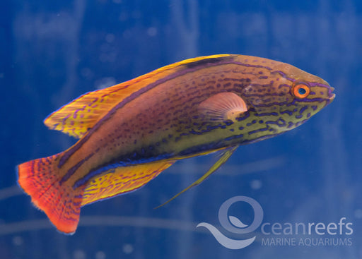 Lineatus Wrasse - Ocean Reefs Marine Aquariums