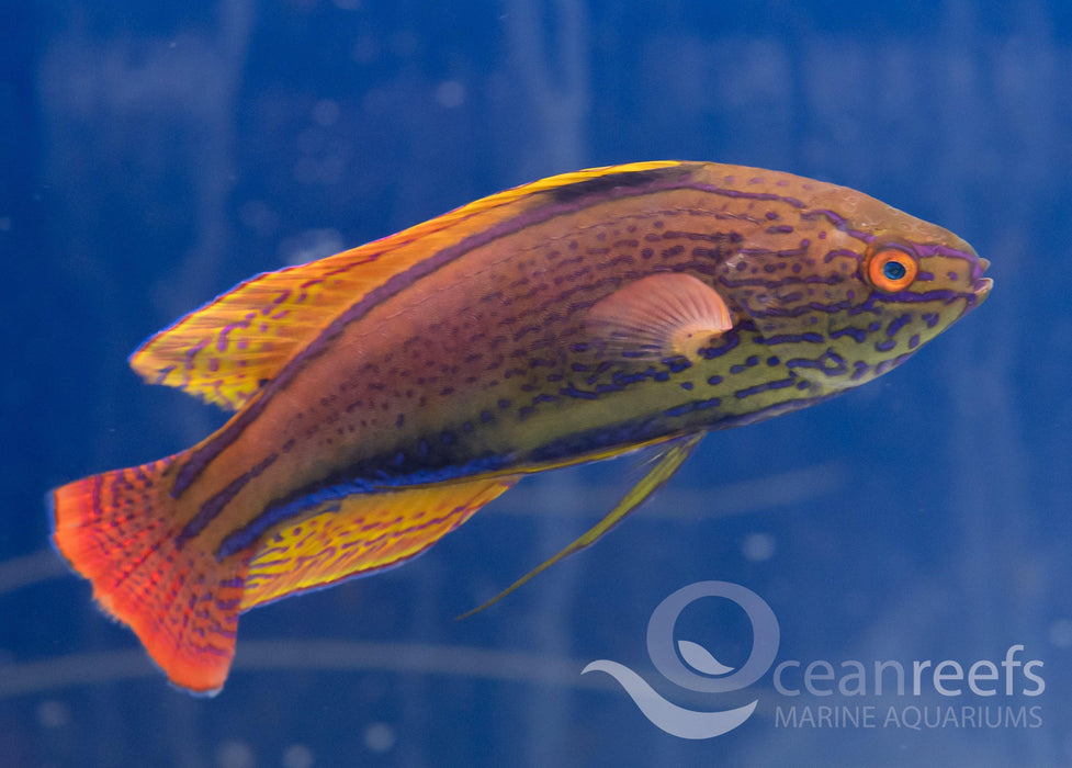 Lineatus Wrasse - Ocean Reefs Marine Aquariums