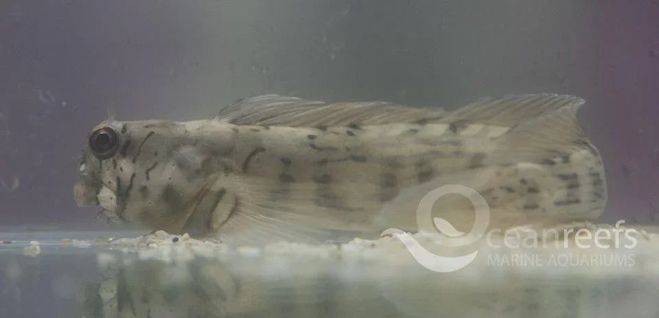 Lined Blenny - Ocean Reefs Marine Aquariums