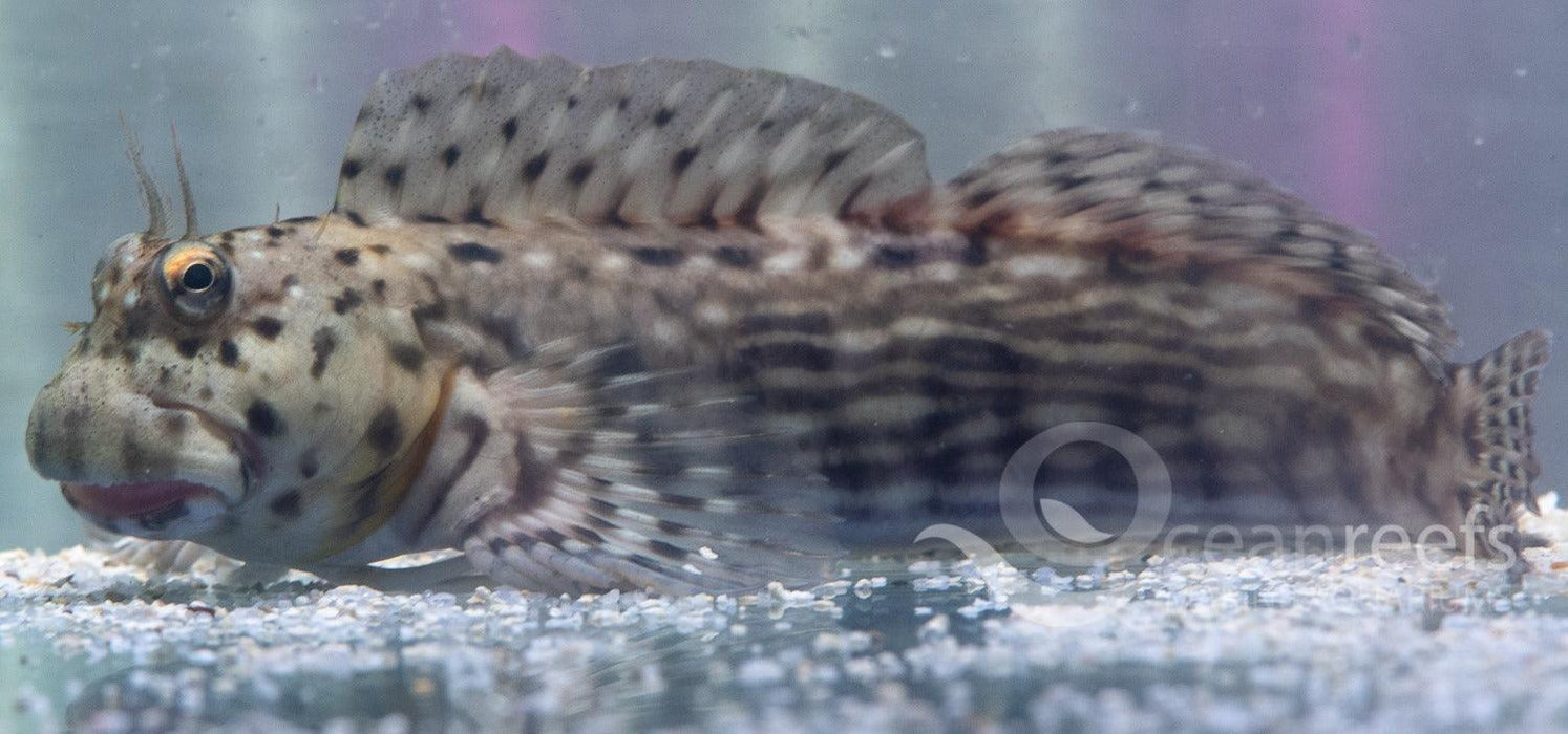 Lined Rockskipper Blenny - Ocean Reefs Marine Aquariums