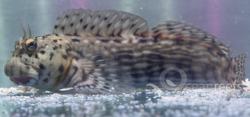 Lined Rockskipper Blenny - Ocean Reefs Marine Aquariums