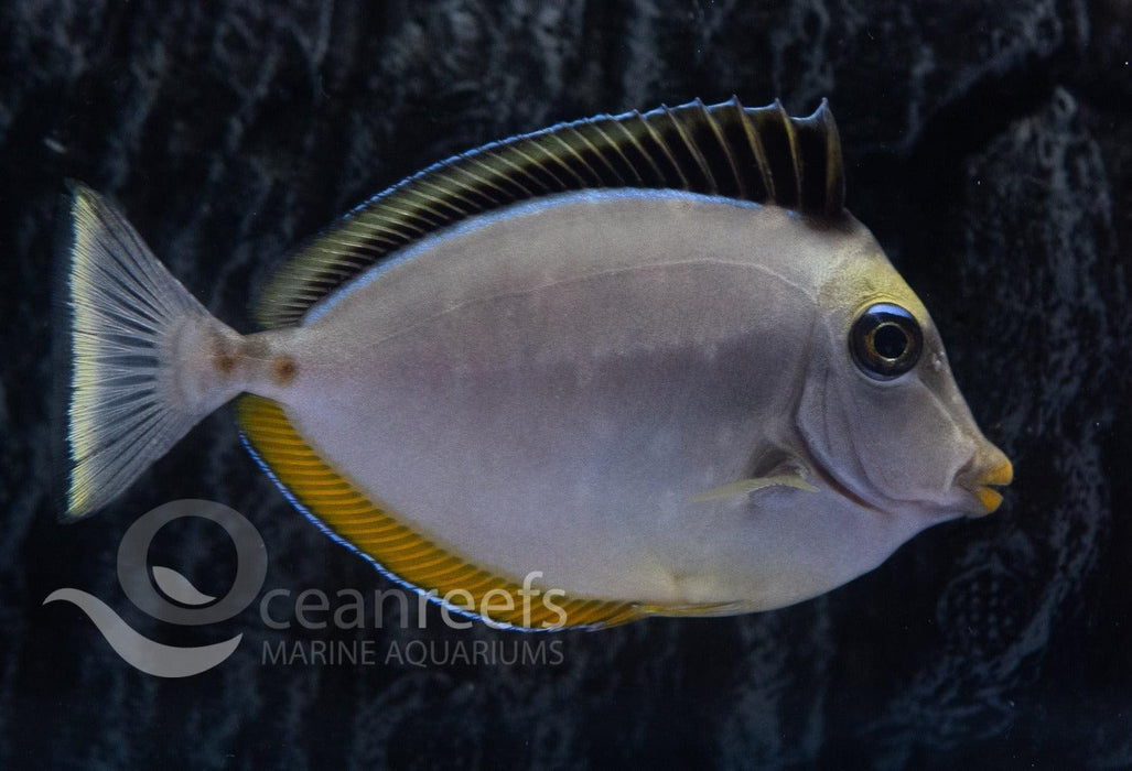 Lipstick Tang - Ocean Reefs Marine Aquariums