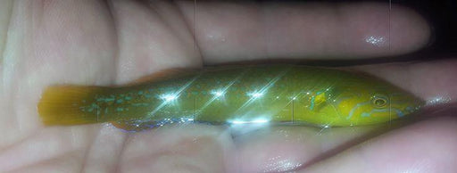 Long Green Wrasse - Ocean Reefs Marine Aquariums