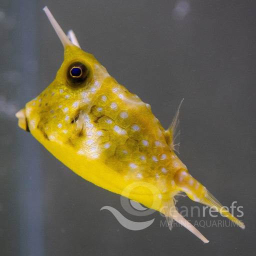Long-horned Cowfish - Ocean Reefs Marine Aquariums