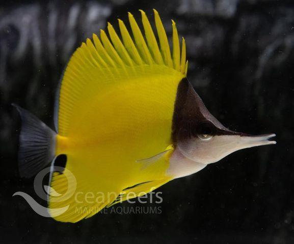 Long Nosed Butterfly - Ocean Reefs Marine Aquariums