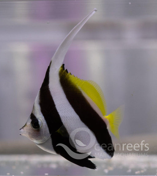 Longfinned Bannerfish - Ocean Reefs Marine Aquariums
