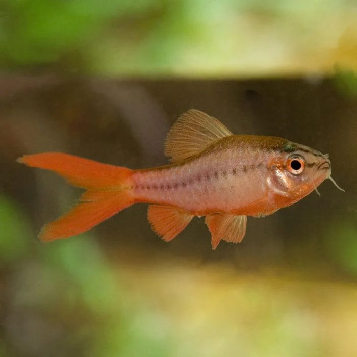 Longfin Cherry Barb