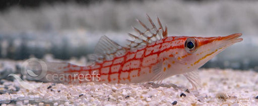 Longnosed Hawkfish - Ocean Reefs Marine Aquariums