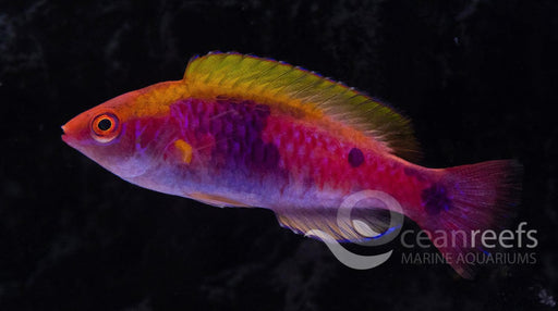 Lubbock's Fairy wrasse - Ocean Reefs Marine Aquariums