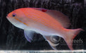 Luzon Anthia Male - Ocean Reefs Marine Aquariums