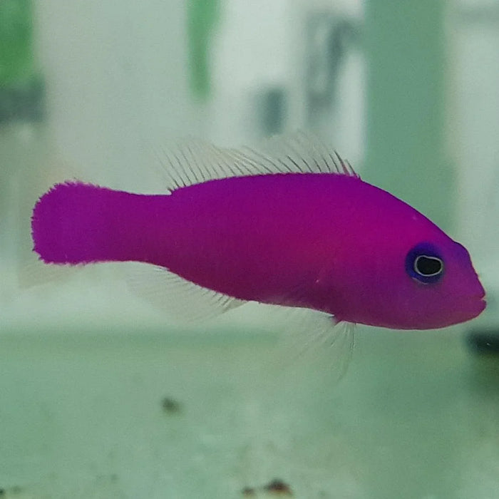 Magenta Dottyback - Ocean Reefs Marine Aquariums