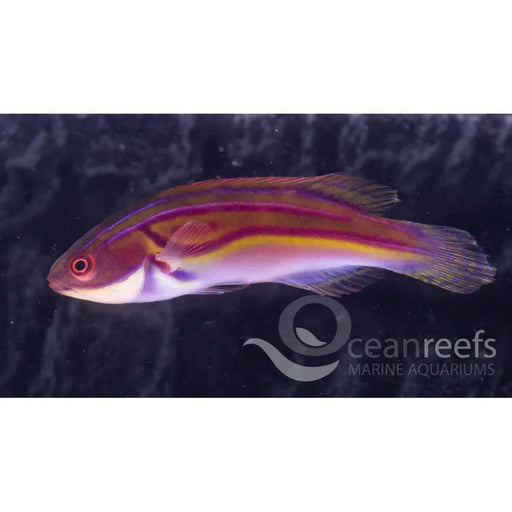 Magenta Streaked Wrasse - Ocean Reefs Marine Aquariums