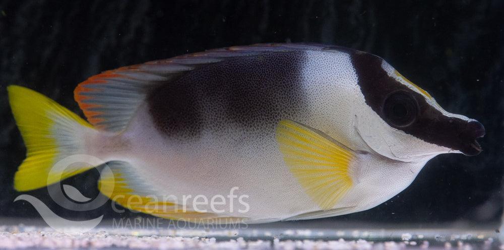 Magnificent Foxface Rabbitfish - Ocean Reefs Marine Aquariums