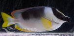 Magnificent Foxface Rabbitfish - Ocean Reefs Marine Aquariums