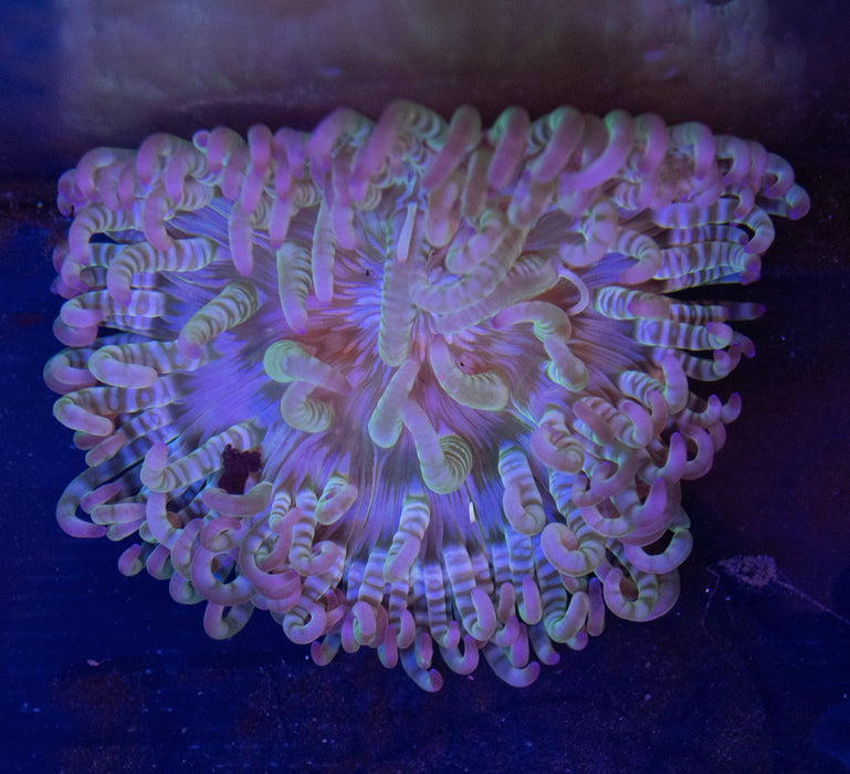 Malu Anemone - Ocean Reefs Marine Aquariums