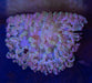 Malu Anemone - Ocean Reefs Marine Aquariums