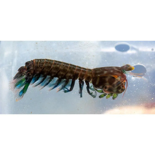Mantis Shrimp - Ocean Reefs Marine Aquariums