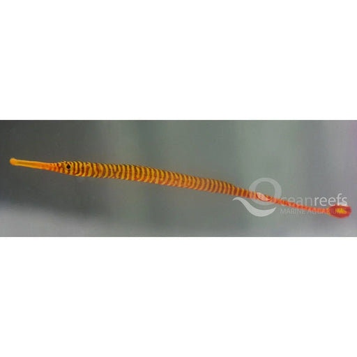 Many Banded Pipefish - Ocean Reefs Marine Aquariums