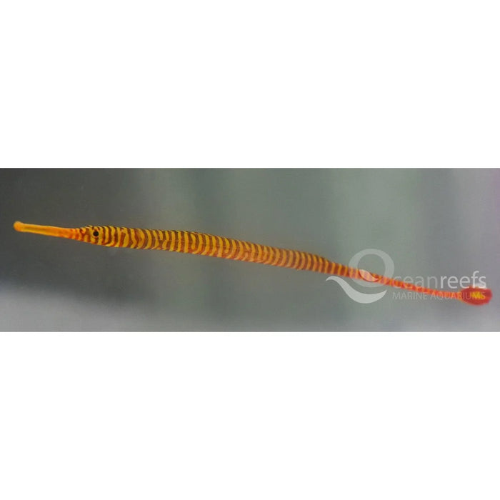Many Banded Pipefish - Ocean Reefs Marine Aquariums