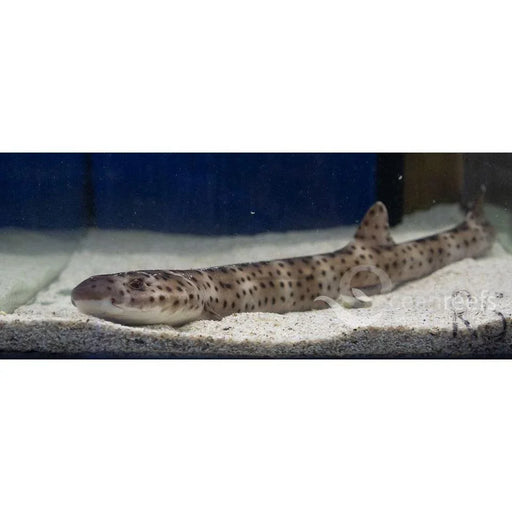 Marbled catshark - Ocean Reefs Marine Aquariums