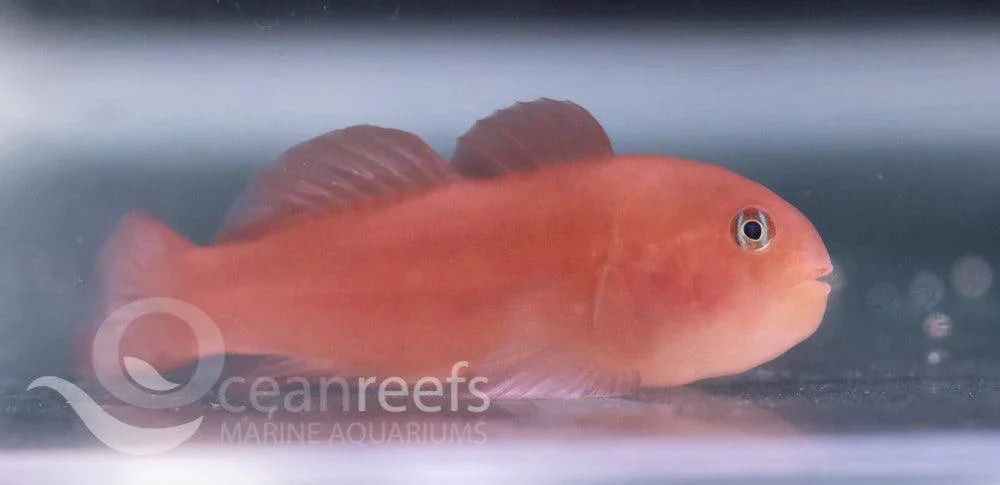 Maroon Coral Goby - Ocean Reefs Marine Aquariums